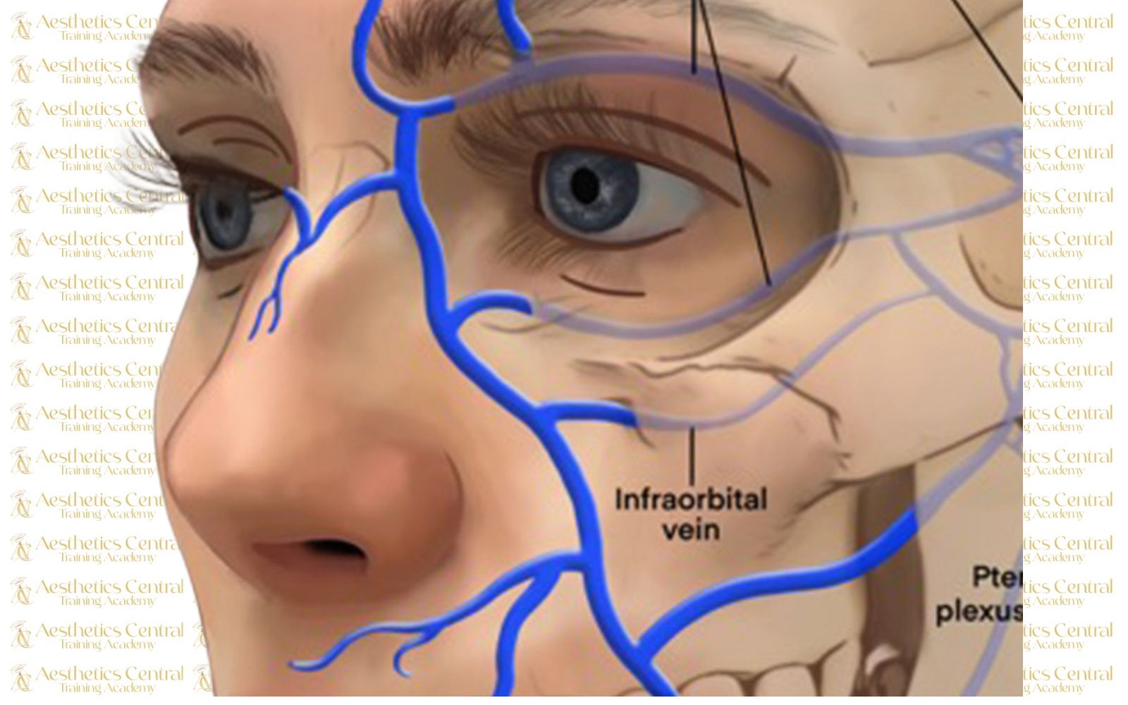 Anatomy and Physiology Level 3